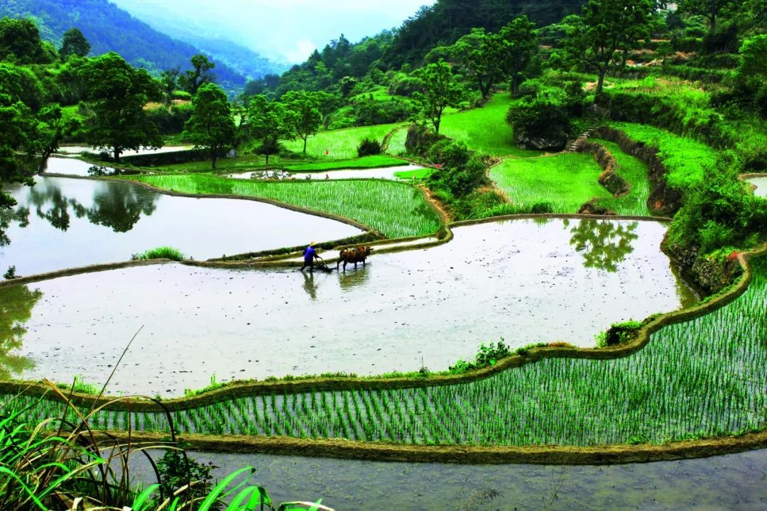 中华民居"谷道" ‖一念谷:大别山古村驭梦起飞