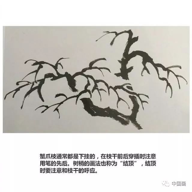 国画入门教程:蟹爪枝的画法讲解示范!