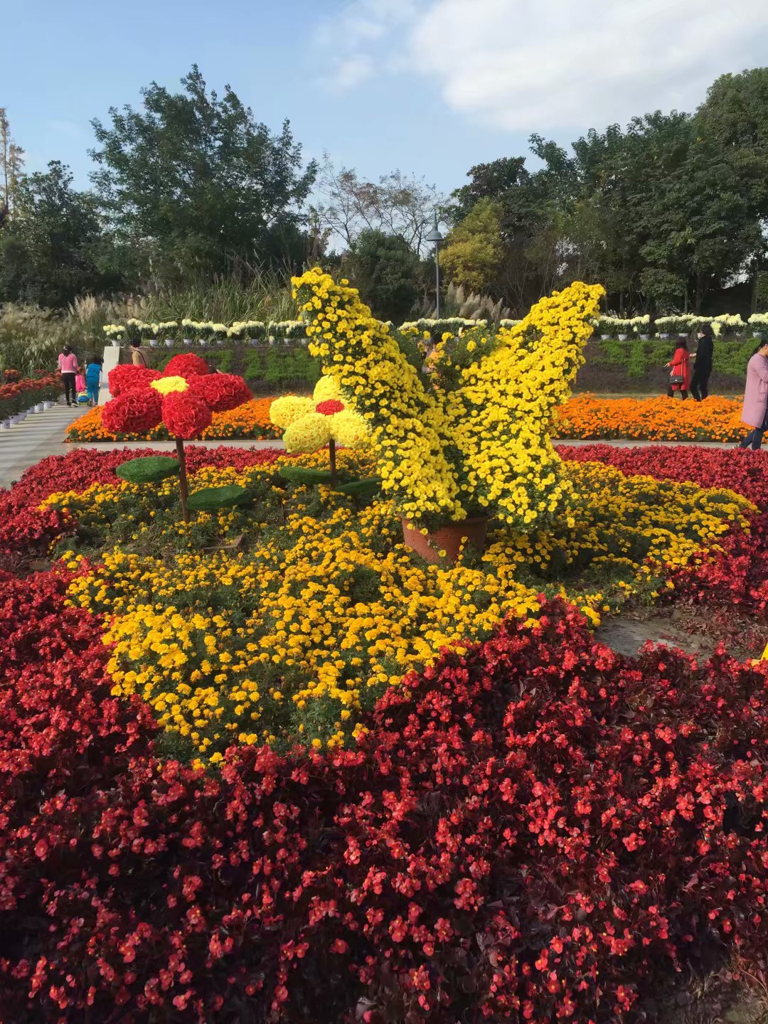 张家港梁丰生态园_菊花