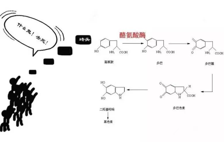 这个过程中只需要记住另一个关键词: 酪氨酸酶,没有它黑色素 不可能