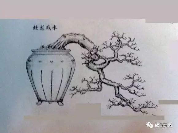 大师手绘盆景造型大全