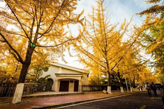 沈阳师范大学,图书馆前有银杏树栽植
