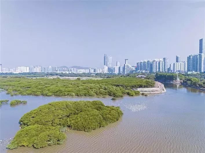 深圳市中心的福田红树林湿地.