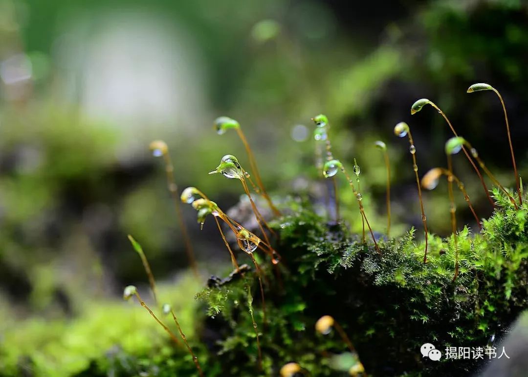 薛小娜悄然盛放的苔花