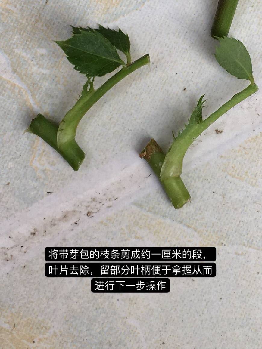 月季嫁接总是黑杆黑芽,月季嫁接的步骤和月季嫁接成功