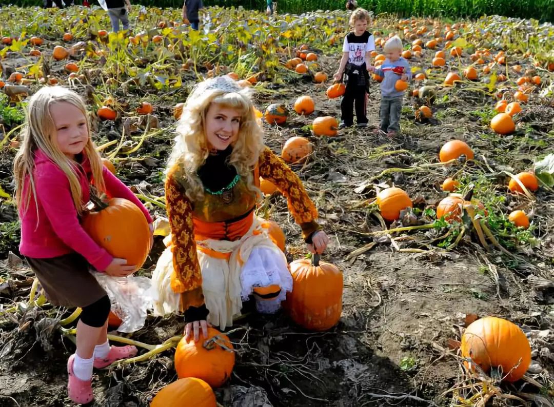 the pumpkin patch at richmond country farms列治文南瓜田活动台湾