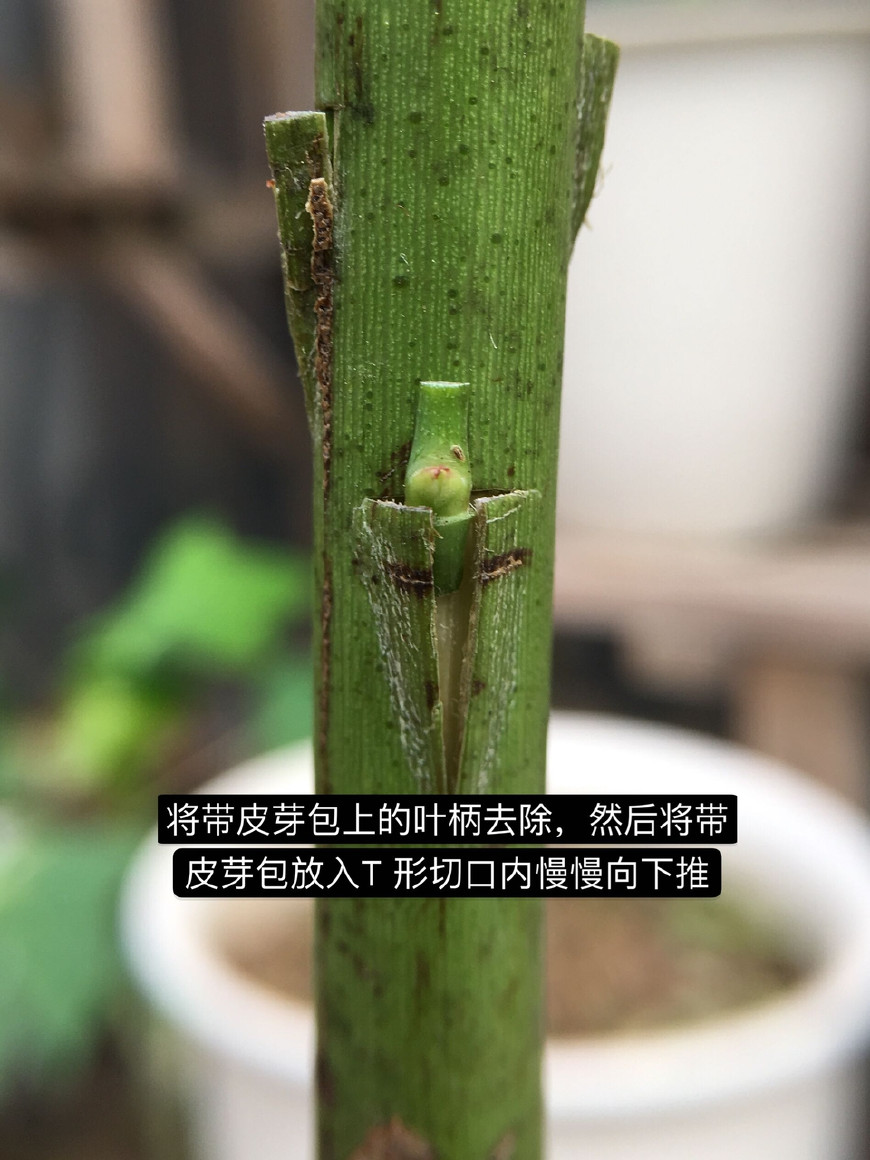 把芽点枝条推入到枝条切口和t型切口一样平齐,然后慢慢调整,这个步骤