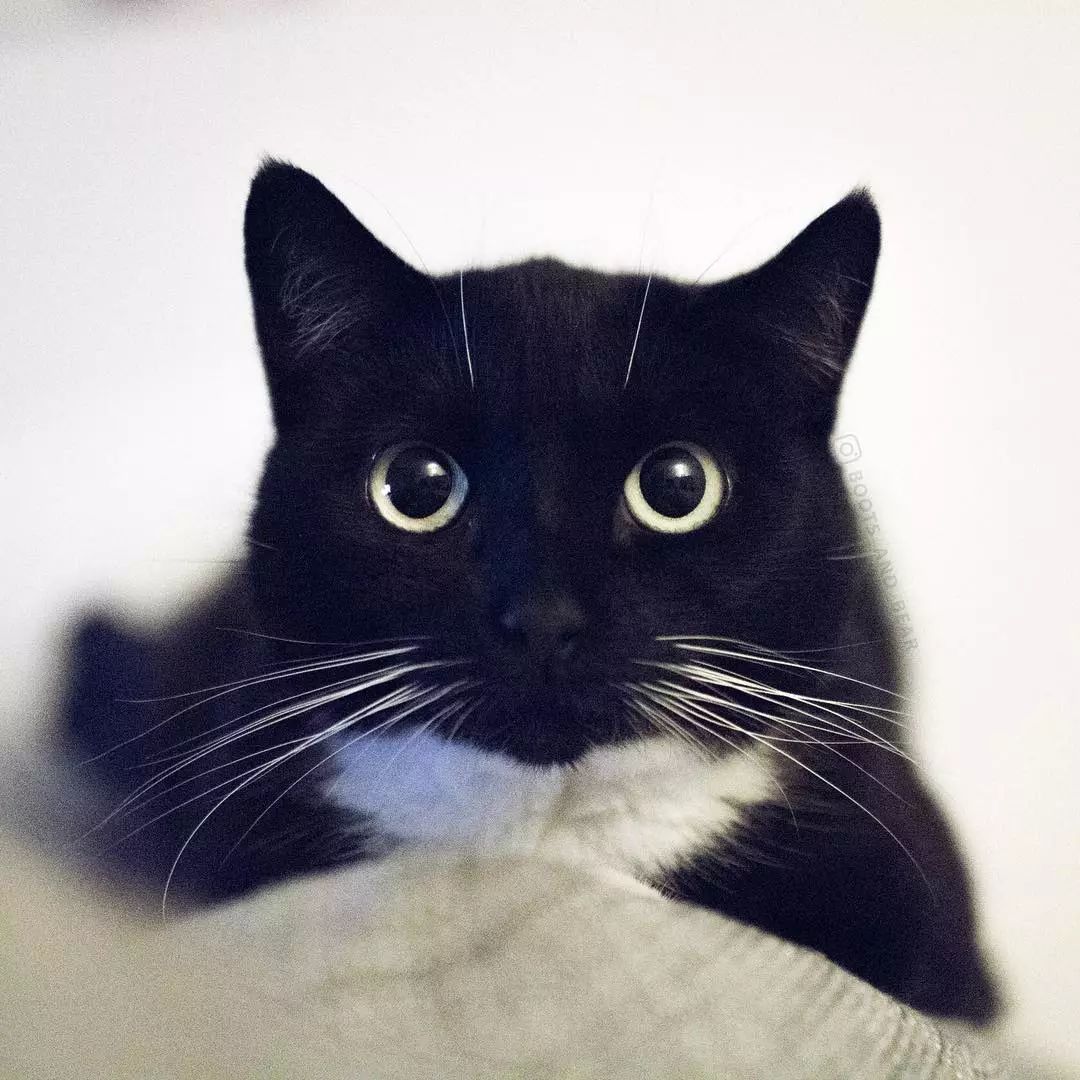 这两只黑猫美瞳全开的大眼睛,也真是太美了