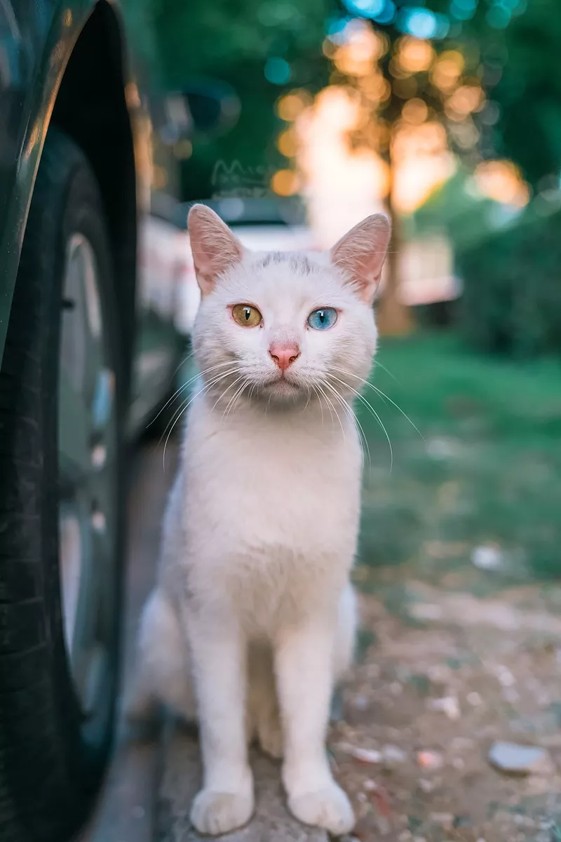 摄人心魄的黄蓝异瞳美猫,看一眼就醉了!