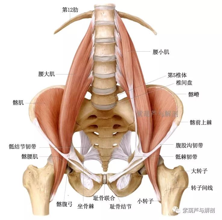 腰大肌髂肌髂腰肌解剖及触诊