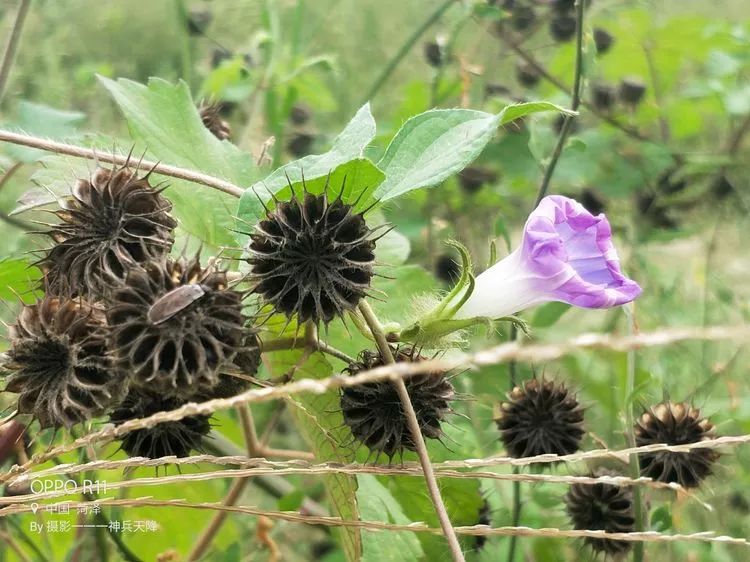 菏泽环城大堤观苘麻