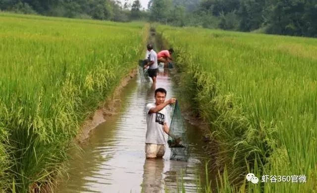 稻田养虾田埂设计图详细流程,建议收藏学习!