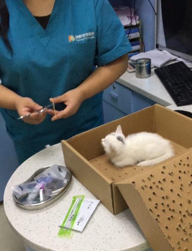 小猫妈妈死了怎么办