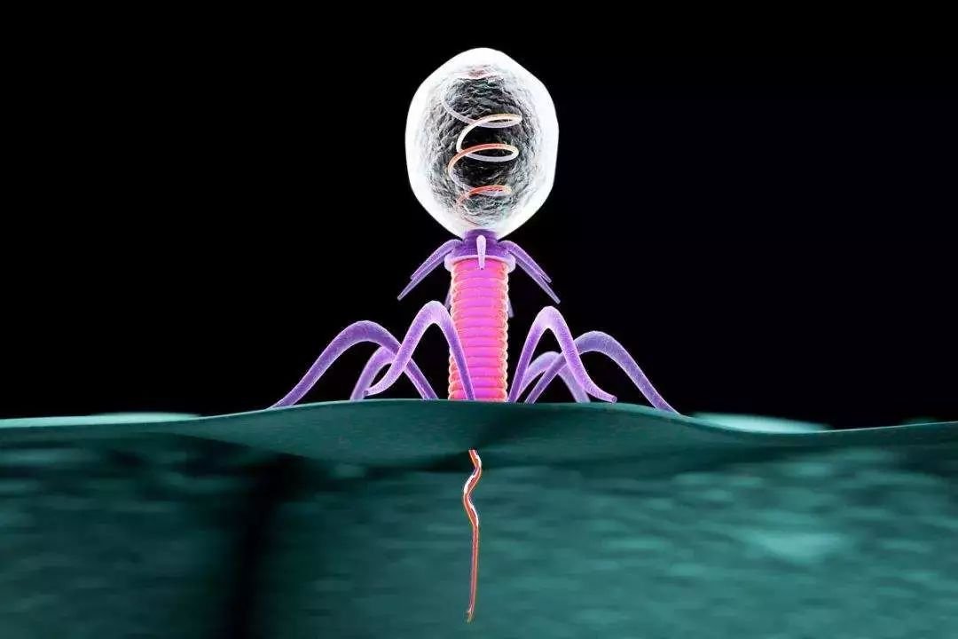 1990 年,史伯和温叔灵机一动,把 抗体和噬菌体相结合.