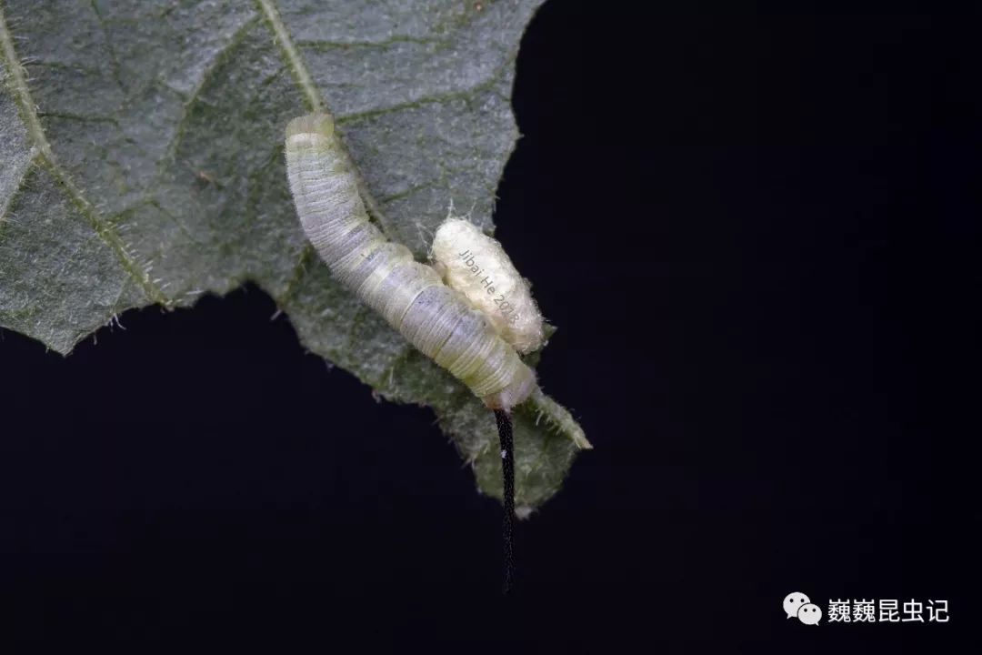 被拟寄生的喜马锤天蛾 龄幼虫