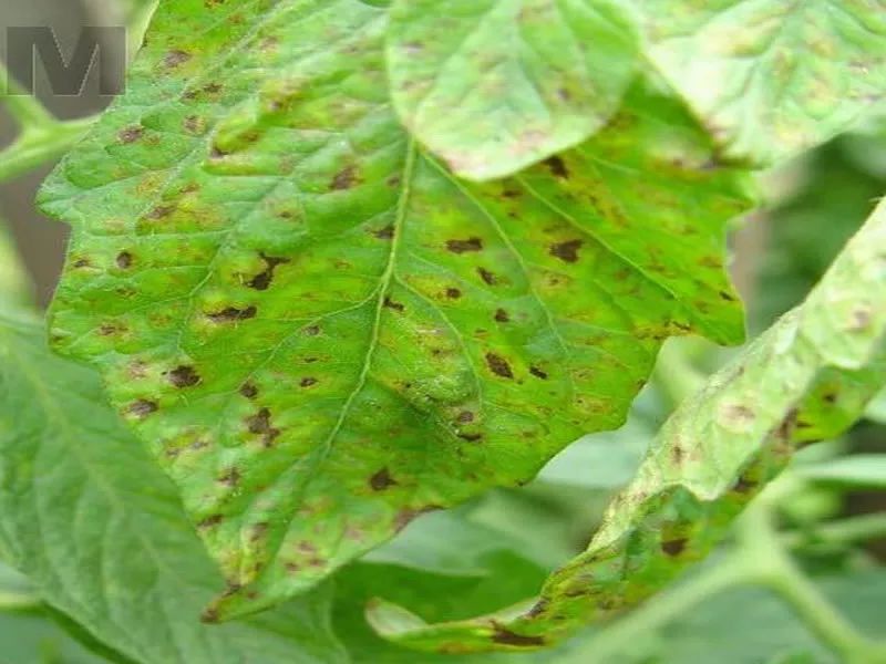 病害识别要点: 细菌性角斑病:病部水浸状,病斑受叶脉限制而呈多角形