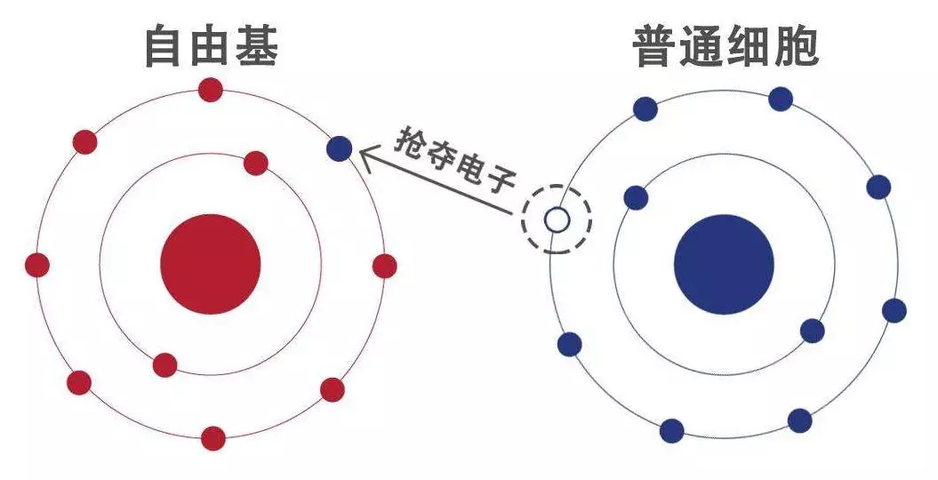 抗氧化原理是什么意思_抗氧化是什么意思