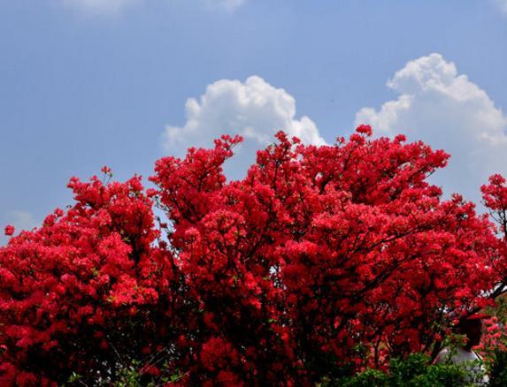 映山红不发芽怎么办