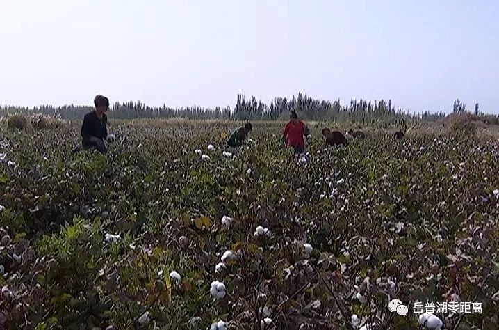 棉花镇人口_惜福镇棉花村(3)