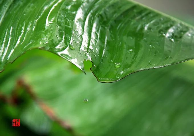 芭蕉下的雨声多的前一句