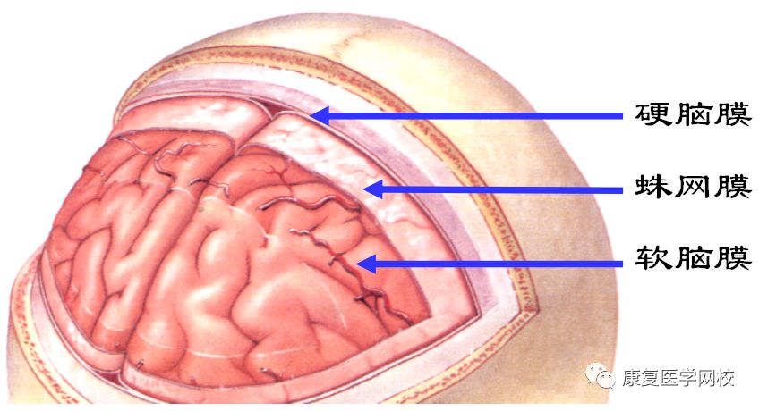 康复职考必背考点023:神经系统—脑和脊髓的被膜(二)