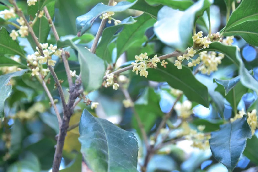 桂花开|淮师留下了她的足迹