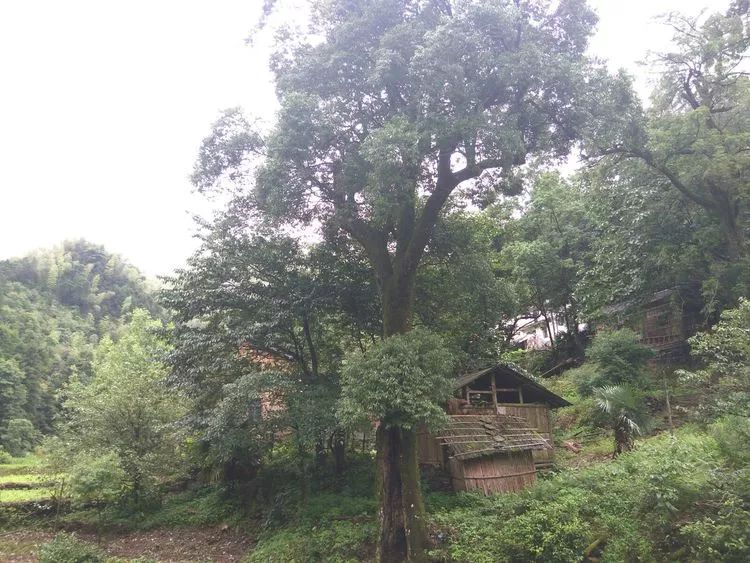 大山深处的古村落源头村