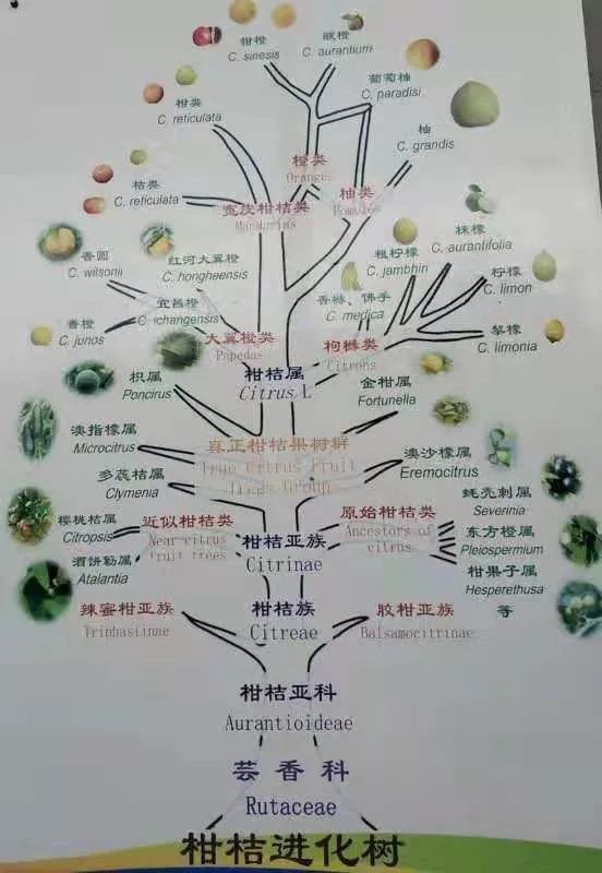 science 活物志丨柑橘类水果几乎都是杂交出来的?贵圈真乱!