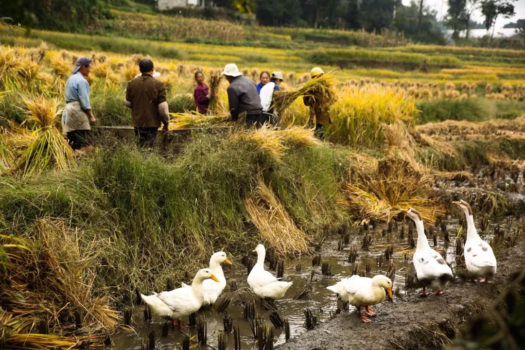 的建成 共同绘就了秋日里 古彝大地上最动人的画卷 春华秋实,春播秋收