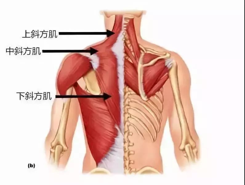 斜方肌群纵向从颈部一直延伸到胸椎的下部,横向则连接着肩胛骨. ▼