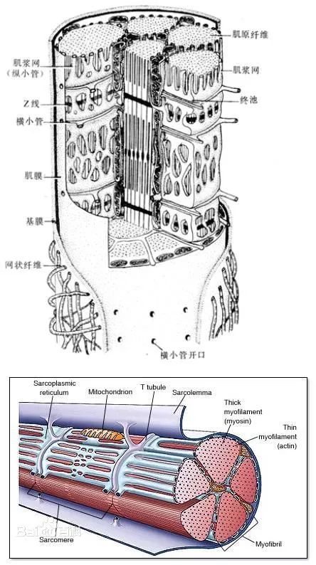 那些年我们学过的错误理论—延迟性肌肉酸痛doms