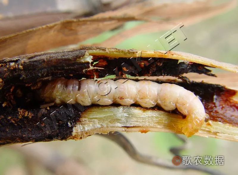 预警!10月份,这些虫子很猖狂,现在不除,来年危害很严重!