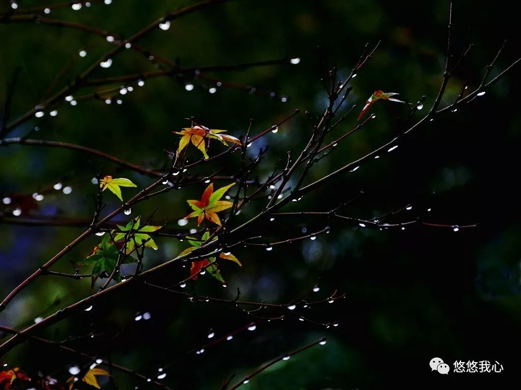 一场秋雨一场寒