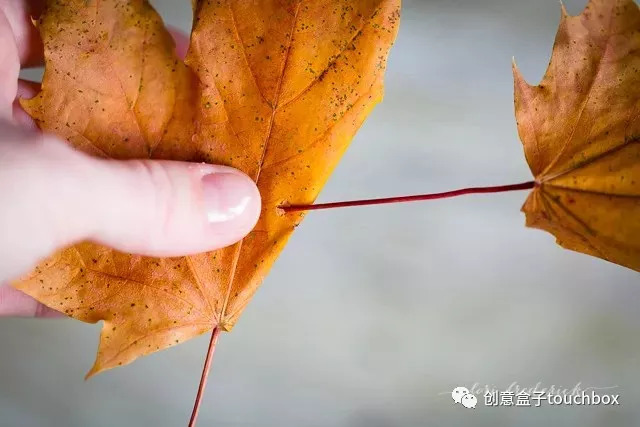 秋天这么美,叶子也能玩出新花样!