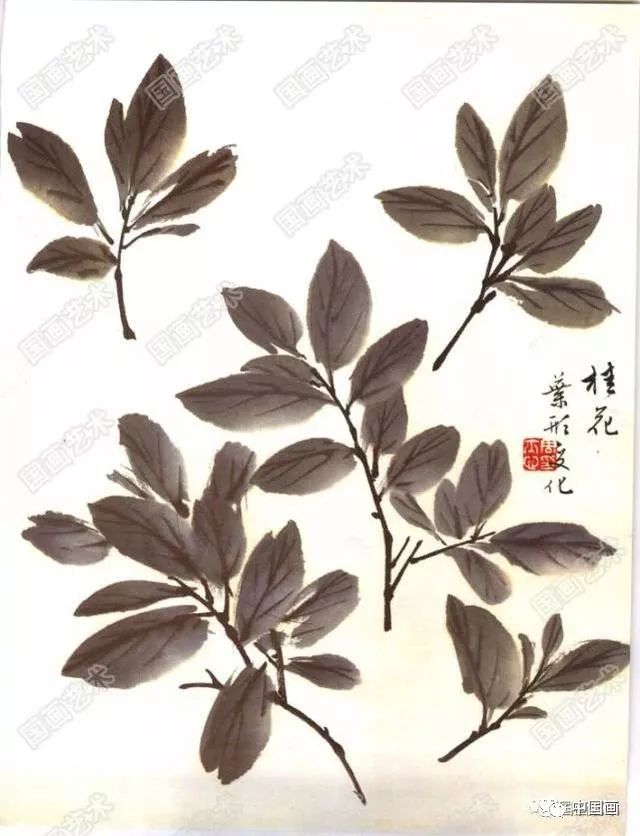 怎样画桂花,国画桂花的画法步骤