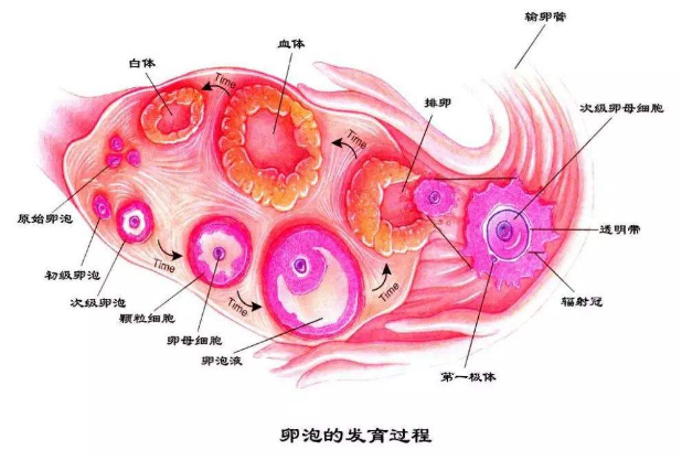 备孕遭遇卵泡发育不良,教你几个好对策,让你备孕更顺利