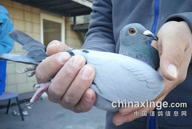 北京开创者专环第一关前十名获奖鸽欣赏