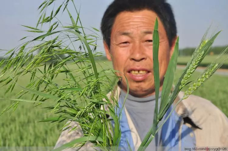 让人头痛的"野麦子"很难除?节节麦,野燕麦,雀麦,都怎么除?