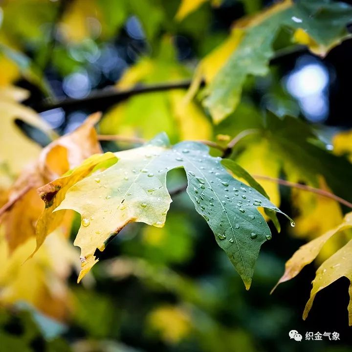 一场秋雨一场寒