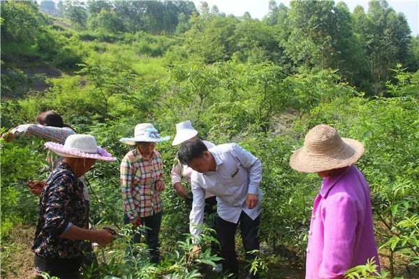 邱宗荣(右二)为村民传授树苗剪枝知识