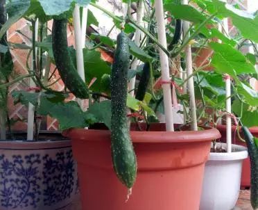 家庭盆栽黄瓜的施肥方法务必要知道
