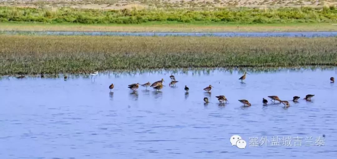 吉兰泰镇第二届紫泥湖·王府文化旅游节暨沙日布日都嘎查牧民那达慕