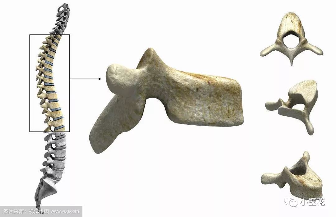 红字highlight 的部分 我们先来看胸椎本椎 人的胸椎骨有12块,位于
