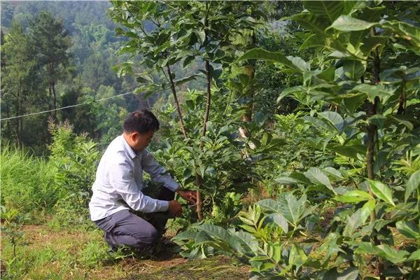 邱宗荣修剪药材枝丫