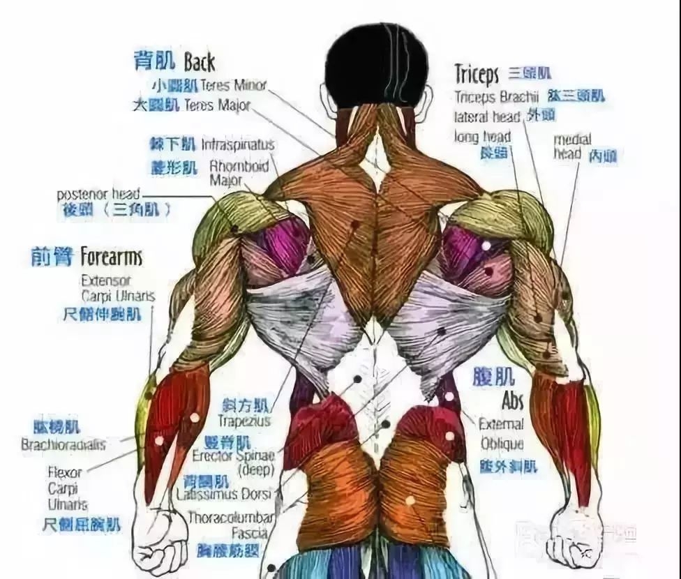 男女通用的练背指南!每一块背部肌肉都安排的明明白白