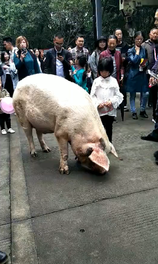 最长寿猪!10岁的猪坚强出门逛街,网友:大难不死必有后福