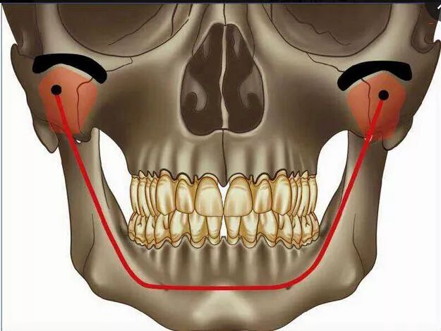 恒牙牙列图根据牙齿各自所发挥作用的不同,它们在形