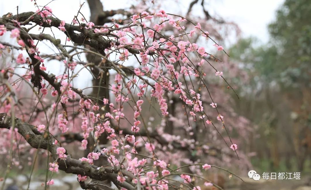 乡村振兴|都江堰"问花村"将于2019年春节开园,川西花卉旅游又添好去处