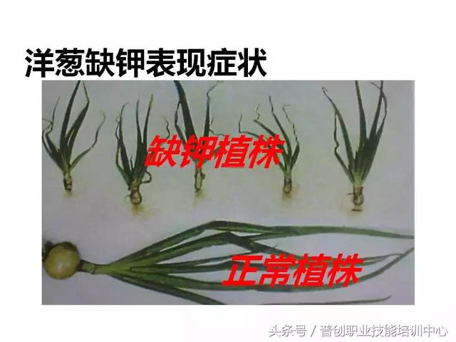 91张各种作物缺钾图