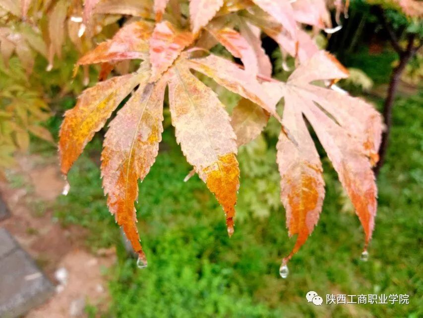 如期而至每张都适合做屏保的秋雨图